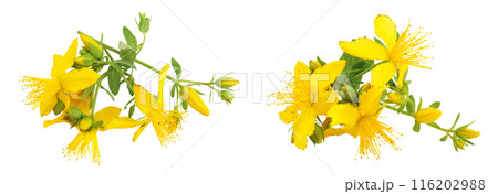 saint john's wort or Hypericum flowers isolated on white background. Top view. Flat lay saint john's wort or Hypericum flowers isolated on white background. Top view. Flat lay 116202988