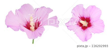 Pink hibiscus flower isolated on white background 116202993
