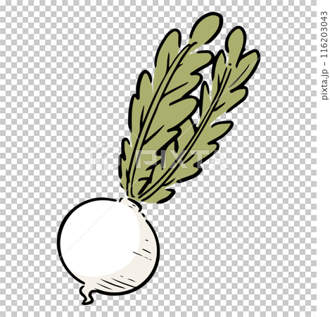 Hand drawn turnip 116203043