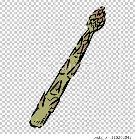 Hand drawn asparagus 116203045