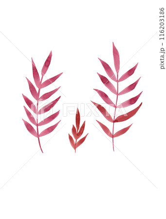 Red rowan branches. Natural beauty. Clipart of simple autumn twigs. Colorful texture. Rustic watercolor branches 116203186