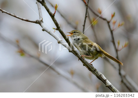初夏の高原や公園で美しいさえずりで鳴く身近な小鳥、ウグイス 116203342