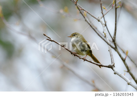 初夏の高原や公園で美しいさえずりで鳴く身近な小鳥、ウグイス 116203343