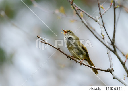 初夏の高原や公園で美しいさえずりで鳴く身近な小鳥、ウグイス 116203344