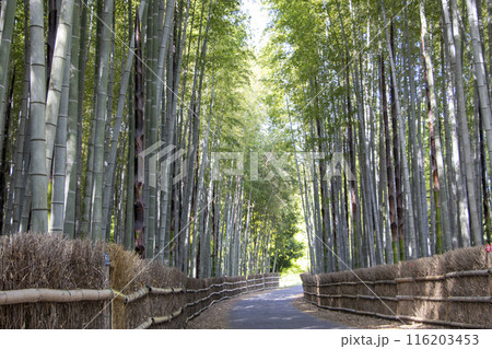ちたの竹林 知多市 116203453