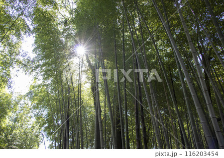 竹林 木漏れ日 116203454