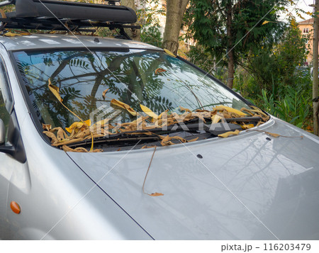 Yellow dry leaves on the windshield of a car. The car is parked in autumn steam. Autumn concept. Yellow dry leaves on the windshield of a car. The car is parked in autumn steam. Autumn concept. 116203479