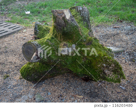 Chopped stump in moss. A piece of wood in green moss. natural element.  . Branches sawn off 116203480