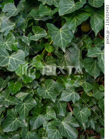 Ivy curls around a tree trunk. Bright green ivy leaves. Background from beautiful leaves. Leaves of an unusual shape. 116203493