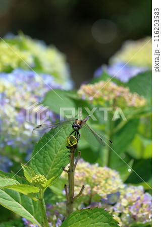 トンボと梅雨を彩るアジサイ　（高知県　土佐市　加茂川親水公園） 116203583