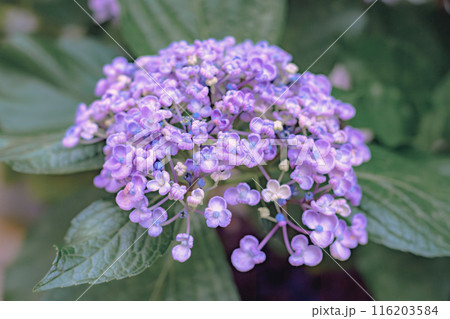 背景をぼかして、紫色に色づきつつある多くの装飾花を備えるアジサイの手毬咲きの花房を撮影した写真 背景をぼかして、紫色に色づきつつある多くの装飾花を備えるアジサイの手毬咲きの花房を撮影した写真 116203584