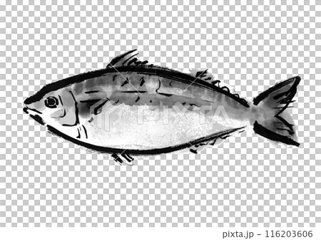 Hand-drawn Japanese-style brush illustration material of mackerel fish Hand-drawn Japanese-style brush illustration material of mackerel fish 116203606