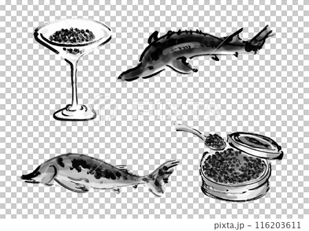 蝴蝶鯊和魚子醬手寫日式毛筆插畫素材 蝴蝶鯊和魚子醬手寫日式毛筆插畫素材 116203611