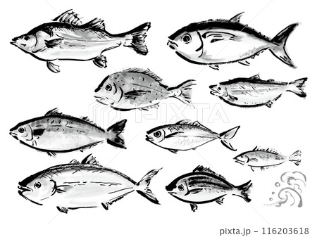 いろいろな手書きの魚の集合　和風筆書きの魚セット 116203618
