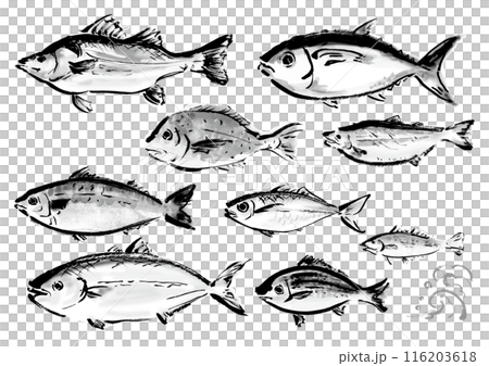 いろいろな手書きの魚の集合　和風筆書きの魚セット 116203618