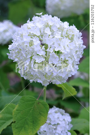 アナベル 手毬型の紫陽花 (高知県 大豊町 八畝) アナベル 手毬型の紫陽花 (高知県 大豊町 八畝) 116203702