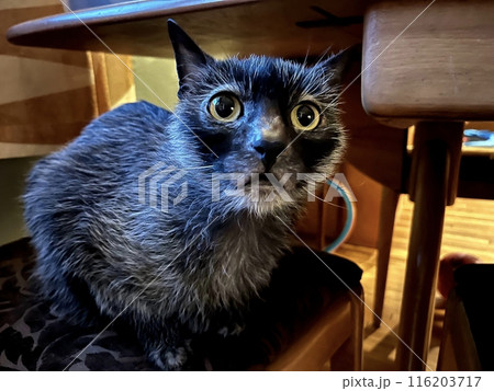 Lykoi cat 116203717