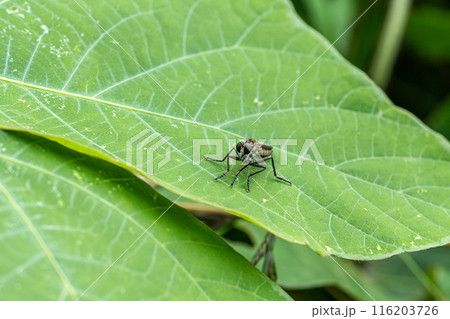 サキグロムシヒキ 116203726