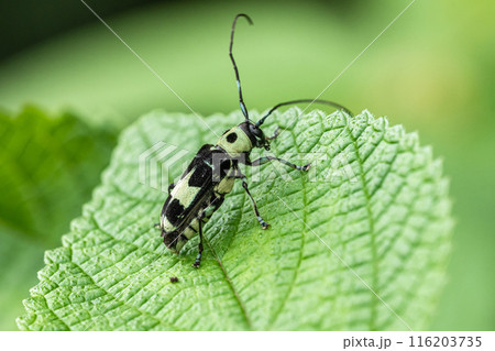 ラミーカミキリ 116203735