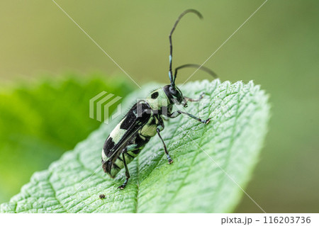 ラミーカミキリ 116203736