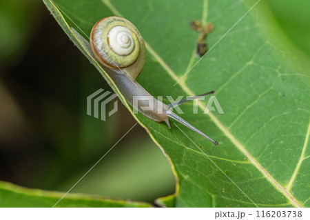 カタツムリ（コハクオナジマイマイ） 116203738