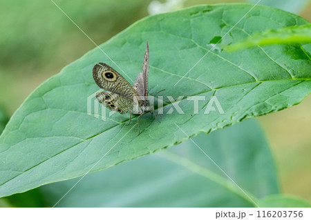 ヒメウラナミジャノメ 116203756