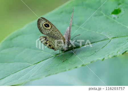 ヒメウラナミジャノメ 116203757