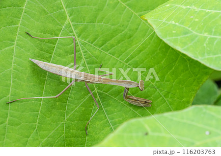 カマキリ幼虫 カマキリ幼虫 116203763