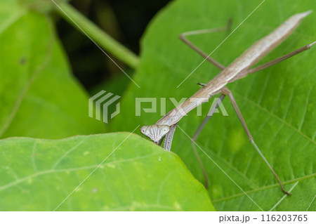 カマキリ幼虫 116203765