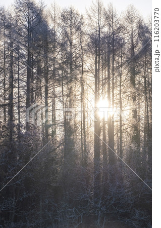 霜の降りた森に差し込む朝日 霜の降りた森に差し込む朝日 116203770