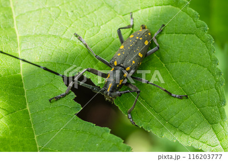 キボシカミキリ 116203777