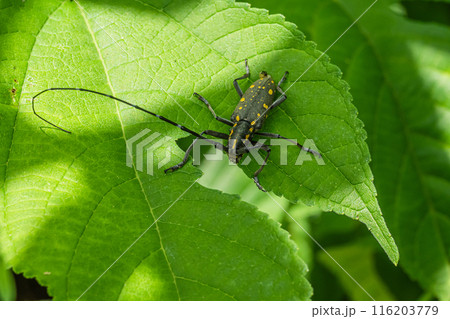 キボシカミキリ 116203779