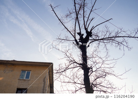 Black gnarled tree trunk against the sky. Scary tree in the city. 116204190
