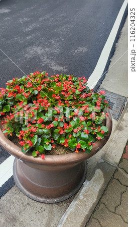 summer begonia 116204325