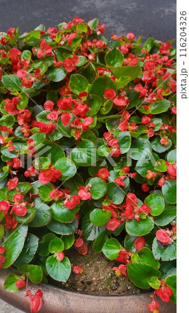 summer begonia summer begonia 116204326