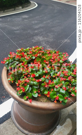 summer begonia 116204328