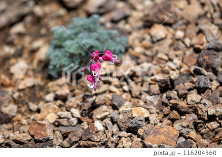 高山植物の女王　コマクサ 116204360