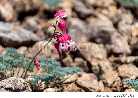高山植物の女王　コマクサ 116204365