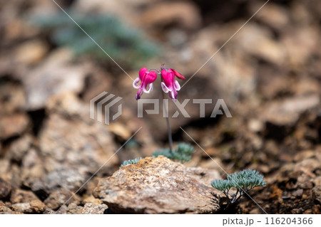 高山植物の女王 コマクサ 高山植物の女王 コマクサ 116204366