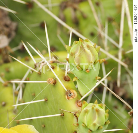 ウチワサボテンの長い刺と蕾 116204414