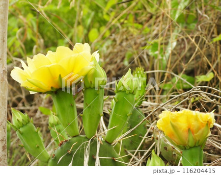 ウチワサボテンの黄色い花と蕾のクローズアップ 116204415