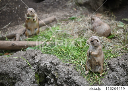 プレーリードッグ、上野動物園 116204439