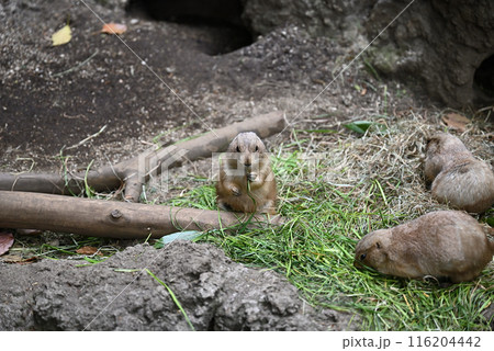 プレーリードッグ、上野動物園 116204442