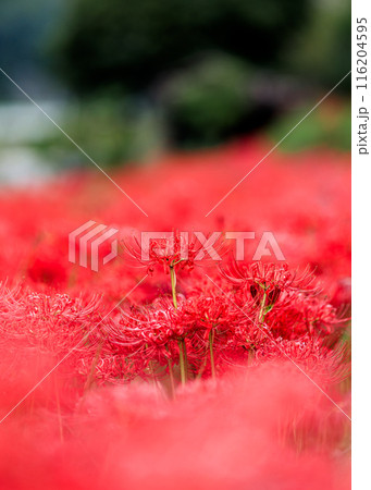 彼岸花のアップ｜縦位置 116204595