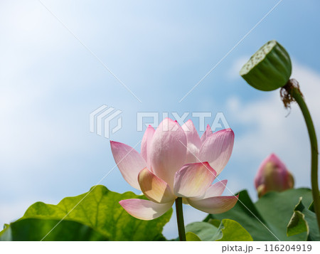青空に咲く大賀ハス 青空に咲く大賀ハス 116204919