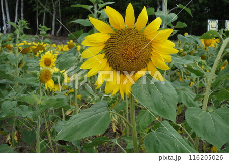 夏の花のある風景 116205026