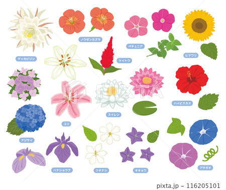 夏の花セット 夏の花セット 116205101