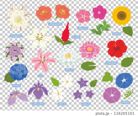 夏の花セット 夏の花セット 116205101