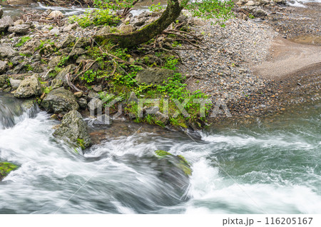 京都賀茂川上流風景　鞍馬川合流地点 116205167