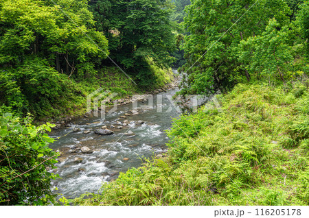 京都賀茂川上流風景 京都賀茂川上流風景 116205178
